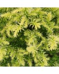 Cryptomeria japonica ’Vilmorin Gold’ полив